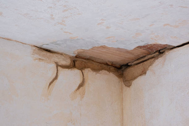 Best Water damage cleanup near me  in Terry, MS
